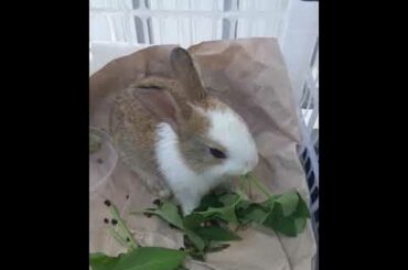 Rabbit cute feeding on leaves " kangkong"