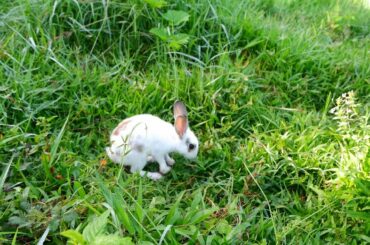A cute baby rabbit show in fields grass in the morning look so fresh - Waapooom Life