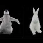 Funny Animals Dance Video/Rabbit Funny Dance Videos /Rabbit Cartoon