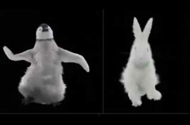 Funny Animals Dance Video/Rabbit Funny Dance Videos /Rabbit Cartoon