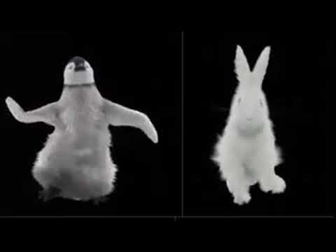 Funny Animals Dance Video/Rabbit Funny Dance Videos /Rabbit Cartoon