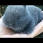 Funny and Cute Baby Bunny Rabbit Videos - Baby Animal Video Compilation