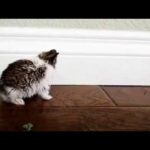 Baby bunny attempts to groom itself with no balance