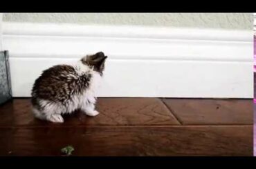 Baby bunny attempts to groom itself with no balance