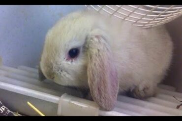 兎に角かわいいウサギの赤ちゃん　very cute baby bunny