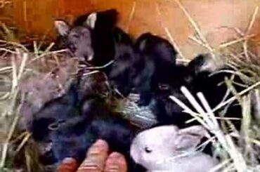 9 Baby Bunnies - So many rabbits