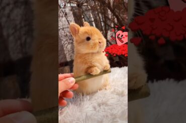 A cute bunny in China