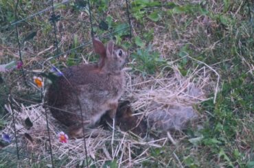 Luna found wild Rabbit's Nest! Cute little rabbits. Rabbit Mom came to feed her babies!