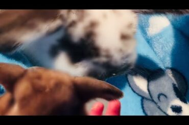 Our bunnies had baby’s!!!**must watch so cute!**