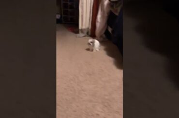 My cousin's adorable bunny!♥