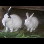 Rabbit videos#funny rabbit#home cute rabbit#two cute rabbits.