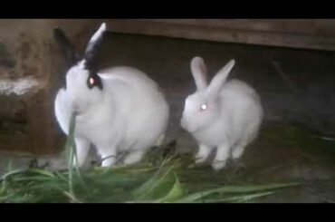 Rabbit videos#funny rabbit#home cute rabbit#two cute rabbits.