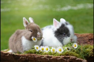 Cute baby animals Videos Compilation cute moment of the animals - Cutest Animals #8