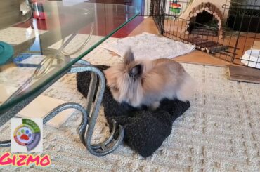 Gizmo The Baby Lionhead Rabbit - Gizmo gets hopping upset whenever his cushie isn't just right