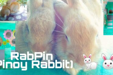 My RabPin🐰(Pinoy Rabbit🐇) LoveStory|Summer and Autumn Diaries|Khetzanne Inaldo Channel