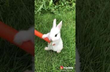 Cute rabbit all tsg