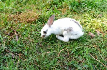 Funny baby bunny videos in my garden - Waapooom Life