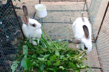Baby bunny eating very fast and delicious videos - Waapooom Life