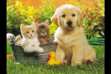 Funny Cat |  Cute Cat Compilation Videos  | Aww Baby