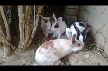 Save the beautiful newborn rabbits and build a mud house for them
