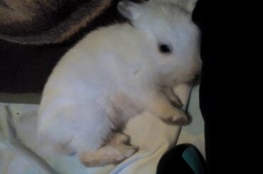 Very cute bunny