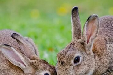 Bunny Ebola: Deadly Rabbit Virus Spreads in Southwestern US Killing Thousands of Animals