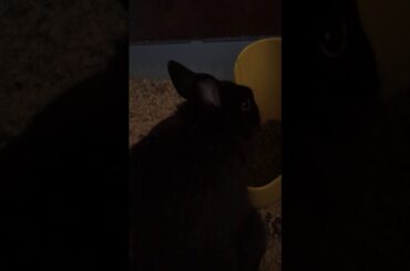 my cute bunny