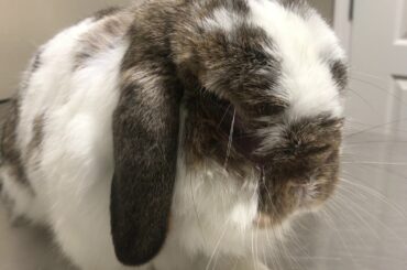 CUTE RABBIT WITH CHRONIC CONJUNCTIVITIS, SINUSITIS AND STOMATITIS