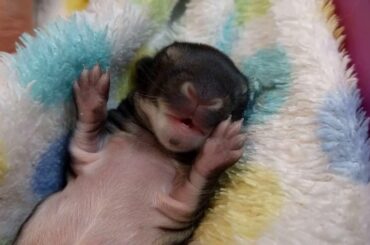 Baby Bunny Dreaming (Warner Springs Rescue July 30, 2016)