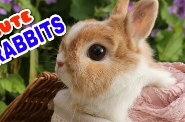 Cute Rabbits Are Playing With Baby In their House SO Cute Rabbit | #Rabbits #Rabbit #Cat #CuteCats