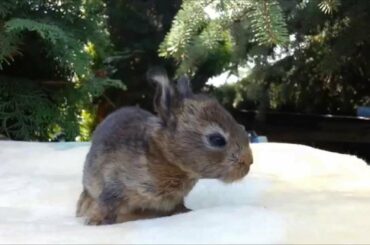 Baby Bunnies