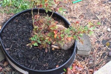 Mother Bunny tends to her babies!