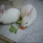 Cute Baby Bunnies Playing And Eating In My Home