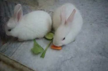Cute Baby Bunnies Playing And Eating In My Home