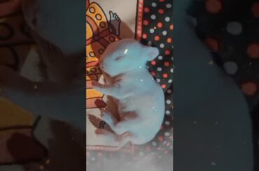 My 🥰🥰cute rabbit🥰🥰 baby🐇🐇