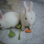 Cute Baby Bunnies Playing and Eating in My House