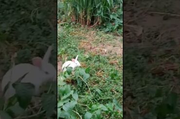 Cute Bunny Rabbit Eat Their Food ||