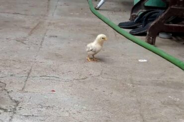 Baby Chicks Chirping Loudly