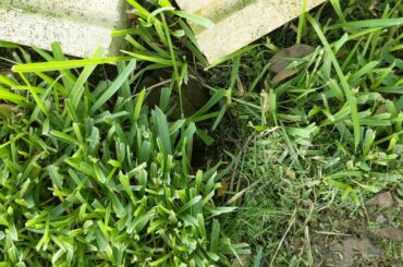 Kitten bunnies social distancing