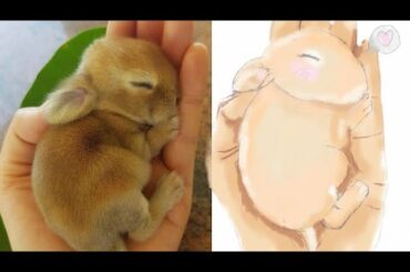We draw Cute Animal ( little cute rabbit) نرسم حيوانات لطيفة
