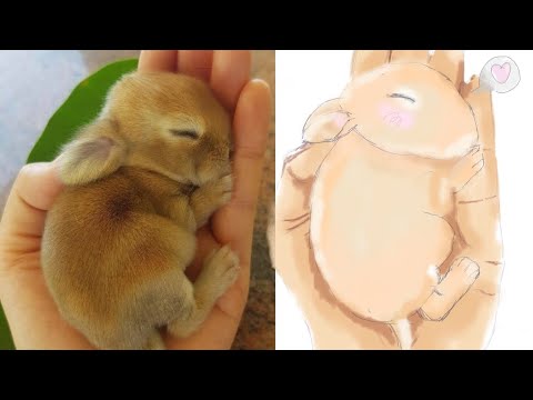 We draw Cute Animal ( little cute rabbit) نرسم حيوانات لطيفة