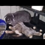 Momma Bunny Nursing her Babies!  Watch their little butts wiggle.  So cute!