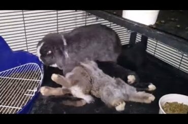 Momma Bunny Nursing her Babies!  Watch their little butts wiggle.  So cute!