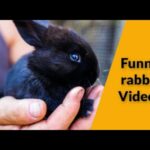 Funny and Cute Baby Bunny Rabbit Video