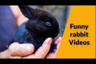 Funny and Cute Baby Bunny Rabbit Video