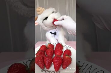 Cute rabbit eating strawberry #cute#rabit