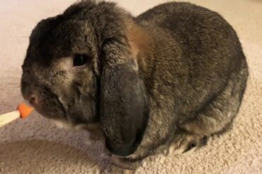 Rabbit eating carrots