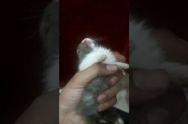 Adorable cute bunny baby #mahadev #jai_bholenath #baby #rabbit #bunnylove #cutebabies