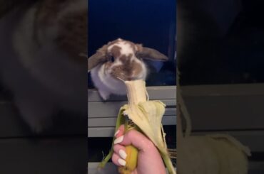 cute bunnies eating bananas