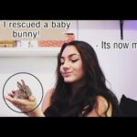 How I Saved a Wild Baby Bunny + Taking Care of it